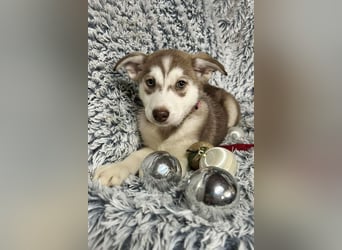 Welpe KIRA - das wunderschöne Mädchen möchte mit DIR die Welt entdecken!