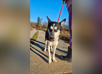 VIKY - die fröhliche und verspielte Hündin sucht ein liebevolles Für-Immer Zuhause!