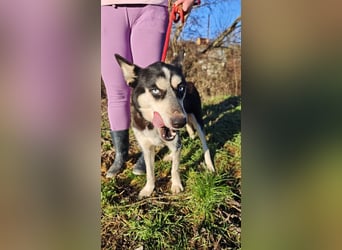 VIKY - die fröhliche und verspielte Hündin sucht ein liebevolles Für-Immer Zuhause!