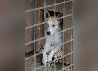 ROCKY - ich suche ein Zuhause bei einer aktiven, hundeerfahrenen Familie!
