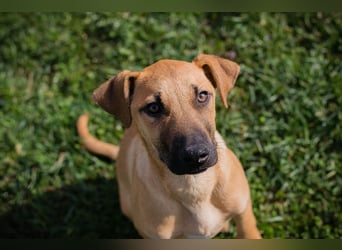 Welpe Chip-Nr. 271274 - ich träume von tollen Abenteuern mit meiner Familie!