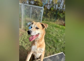 PRINZ - schenkst du mir etwas Geduld und Liebe, dann schenke ich dir mein Herz!?