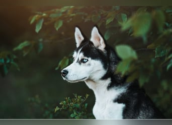 SNOWY - sportliche und verantwortungsvolle Menschen gesucht!