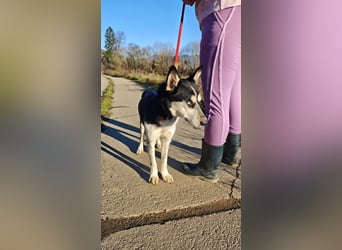 VIKY - die fröhliche und verspielte Hündin sucht ein liebevolles Für-Immer Zuhause!