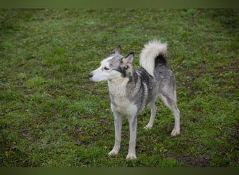 PEARL - die neugierige, fröhliche und aktive Hündin sucht eine unternehmungslustige Familie!