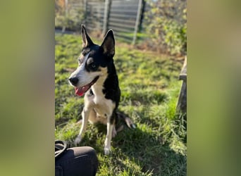 SHILA - die hübsche Maus hat das Herz am rechten Fleck und träumt von einem tollen Zuhause