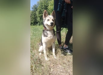 BERTIE - der freundliche Huskymischling sucht Menschen die seine Bedürfnisse kennen