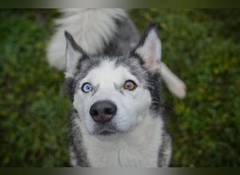 PEARL - die neugierige, fröhliche und aktive Hündin sucht eine unternehmungslustige Familie!