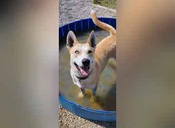 ROCKY - ich suche ein Zuhause bei einer aktiven, hundeerfahrenen Familie!