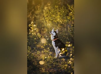 SNOWY - sportliche und verantwortungsvolle Menschen gesucht!