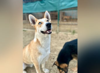 ROCKY - ich suche ein Zuhause bei einer aktiven, hundeerfahrenen Familie!