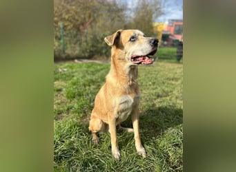 PRINZ - schenkst du mir etwas Geduld und Liebe, dann schenke ich dir mein Herz!?