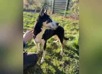 SHILA - die hübsche Maus hat das Herz am rechten Fleck und träumt von einem tollen Zuhause