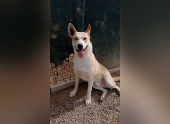 ROCKY - ich suche ein Zuhause bei einer aktiven, hundeerfahrenen Familie!