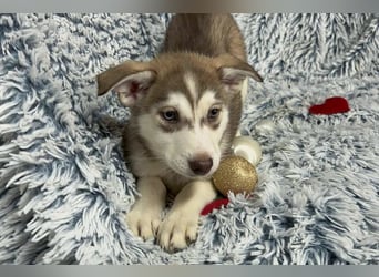 Welpe KIRA - das wunderschöne Mädchen möchte mit DIR die Welt entdecken!