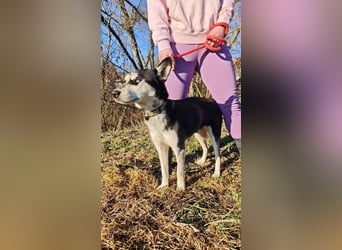 VIKY - die fröhliche und verspielte Hündin sucht ein liebevolles Für-Immer Zuhause!