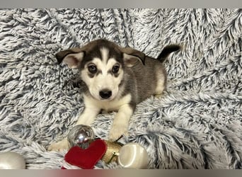 Welpe LILLY - die hübsche Maus freut sich darauf, mit DIR tolle Abenteuer zu erleben!