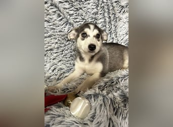 Welpe LILLY - die hübsche Maus freut sich darauf, mit DIR tolle Abenteuer zu erleben!