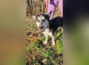 VIKY - die fröhliche und verspielte Hündin sucht ein liebevolles Für-Immer Zuhause!