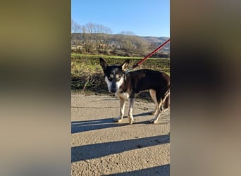 VIKY - die fröhliche und verspielte Hündin sucht ein liebevolles Für-Immer Zuhause!