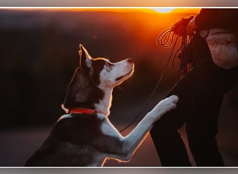SNOWY - sportliche und verantwortungsvolle Menschen gesucht!