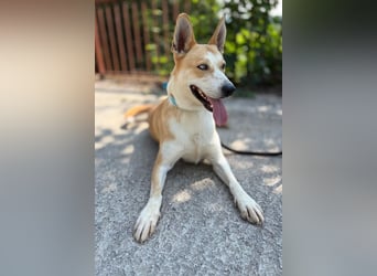 ROCKY - ich suche ein Zuhause bei einer aktiven, hundeerfahrenen Familie!
