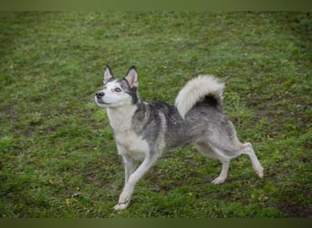 PEARL - die neugierige, fröhliche und aktive Hündin sucht eine unternehmungslustige Familie!