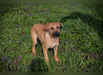 Welpe Chip-Nr. 271274 - ich träume von tollen Abenteuern mit meiner Familie!