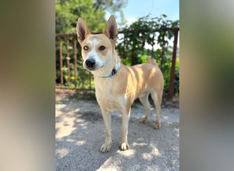 ROCKY - ich suche ein Zuhause bei einer aktiven, hundeerfahrenen Familie!