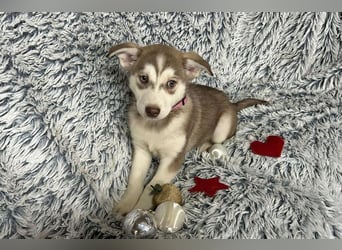 Welpe KIRA - das wunderschöne Mädchen möchte mit DIR die Welt entdecken!