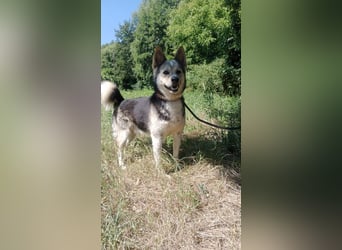 BERTIE - der freundliche Huskymischling sucht Menschen die seine Bedürfnisse kennen