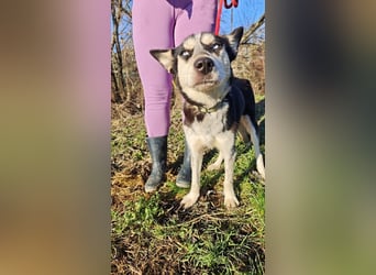 VIKY - die fröhliche und verspielte Hündin sucht ein liebevolles Für-Immer Zuhause!