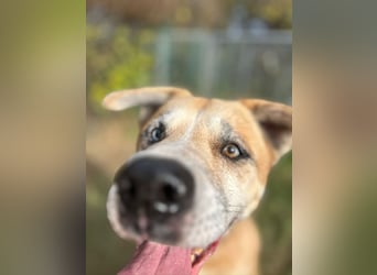 PRINZ - schenkst du mir etwas Geduld und Liebe, dann schenke ich dir mein Herz!?