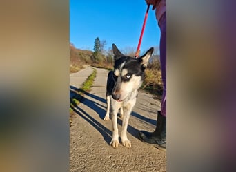 VIKY - die fröhliche und verspielte Hündin sucht ein liebevolles Für-Immer Zuhause!