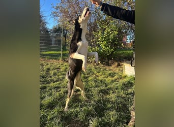 SHILA - die hübsche Maus hat das Herz am rechten Fleck und träumt von einem tollen Zuhause