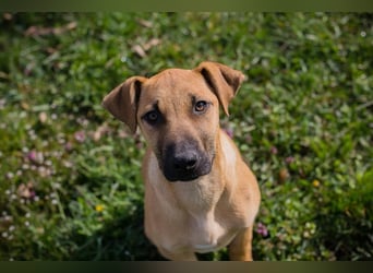 Welpe Chip-Nr. 271274 - ich träume von tollen Abenteuern mit meiner Familie!