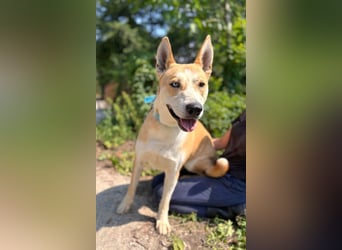 ROCKY - ich suche ein Zuhause bei einer aktiven, hundeerfahrenen Familie!