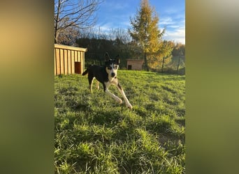 SHILA - die hübsche Maus hat das Herz am rechten Fleck und träumt von einem tollen Zuhause