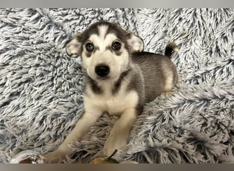 Welpe Chip-Nr. 255202 - wer schenkt mir sein Herz und ein tolles Zuhause?