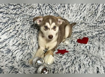 Welpe Chip-Nr. 259765 - die hübsche Maus sucht ein tolles Für-Immer Zuhause