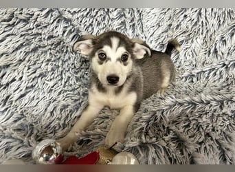 Welpe Chip-Nr. 255202 - wer schenkt mir sein Herz und ein tolles Zuhause?