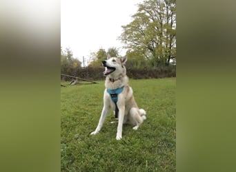 Verspielter Otto