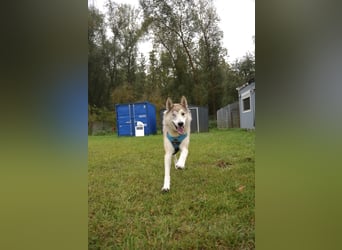 Verspielter Otto