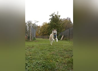 Verspielter Otto