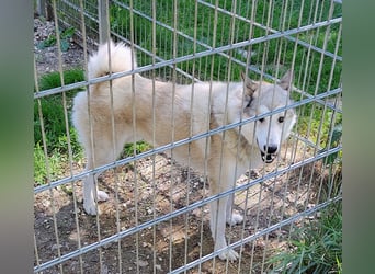 Verspielter Otto