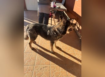 Catrina, familienfreundliche Husky MIschlingshündin geb. 01/2022