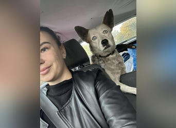 Prince, menschenbezogener Husky Mischling geb. 2023