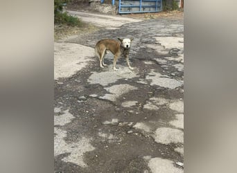 Prince, menschenbezogener Husky Mischling geb. 2023