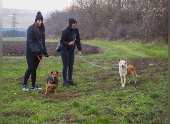 Prince, menschenbezogener Husky Mischling geb. 2023