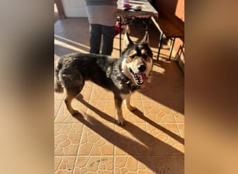 Catrina, familienfreundliche Husky MIschlingshündin geb. 01/2022